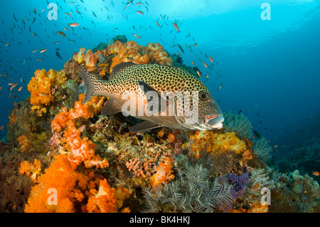 Many-Spotted Sweetlips, Plectorhinchus chaetodonoides, Tatawa Isola, Parco Nazionale di Komodo, Indonesia Foto Stock