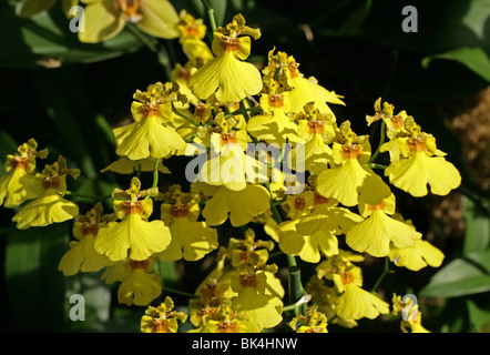 Signora della Notte di orchidea, profumata di notte Orchid, Night-Scented Orchid o Night-Smelling Epidendrum, Epidendrum nocturnum Foto Stock