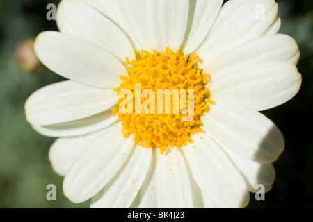 Primo piano di un fiore di Marguerite Foto Stock