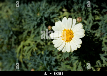 Primo piano di un fiore di Marguerite Foto Stock