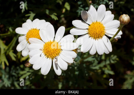 Primo piano di un fiore di Marguerite Foto Stock