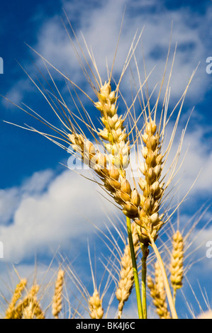 Teste mature di grano contro una caduta del cielo blu e nuvole in Northwest Washington Foto Stock