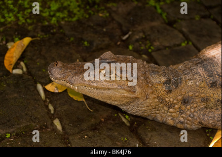 Nana africana coccodrillo, Osteolaemus tetraspis Foto Stock