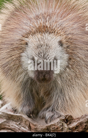 Maschio adulto North American istrice, Erethizon dorsatum, Minnesota, Stati Uniti d'America Foto Stock