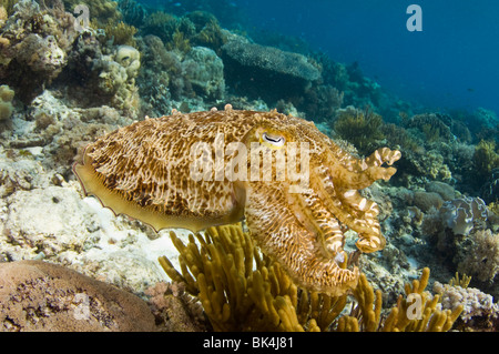 Broadclub Le Seppie Sepia latimanus, Sabolo Kecil Island, il Parco Nazionale di Komodo, Indonesia Foto Stock