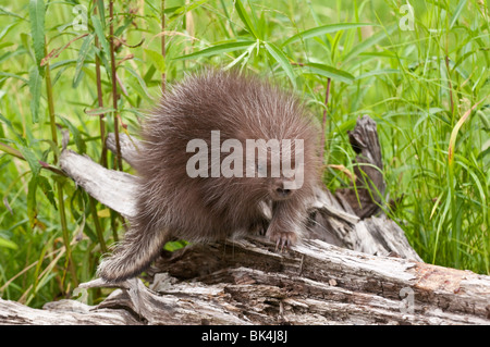 Baby North American istrice, Erethizon dorsatum, Minnesota, Stati Uniti d'America Foto Stock