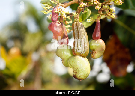Anacardi frutto (Excelsum occidentale) Foto Stock