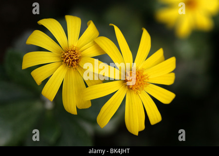 Senecio medley-woodii, Asteraceae, Sud Africa Foto Stock