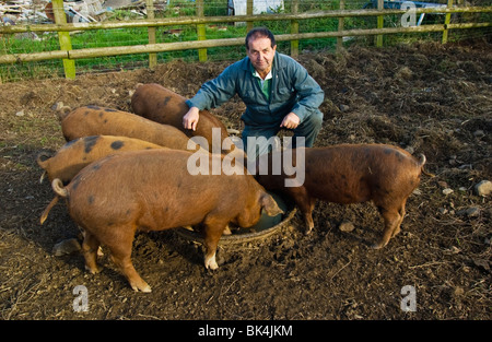 Agricoltore biologico e attivista GM Gerald miglia con suini sulla sua fattoria vicino a St Davids sul Il Pembrokeshire Coast West Wales UK Foto Stock