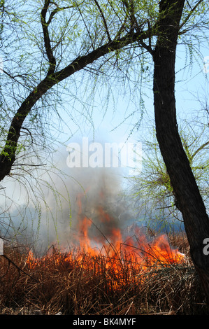 Una combustione controllata viene condotta per abbattimento di zanzara nel Deserto Sonoran in Tucson, Arizona, Stati Uniti. Foto Stock