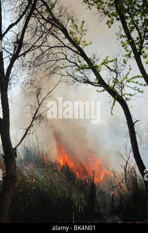 Una combustione controllata viene condotta per abbattimento di zanzara nel Deserto Sonoran in Tucson, Arizona, Stati Uniti. Foto Stock