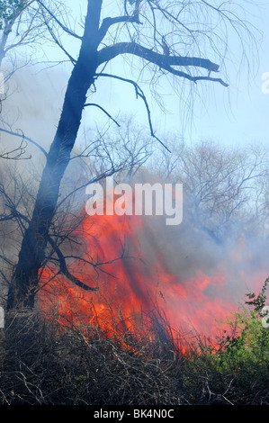 Una combustione controllata viene condotta per abbattimento di zanzara nel Deserto Sonoran in Tucson, Arizona, Stati Uniti. Foto Stock