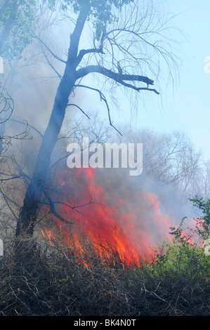 Una combustione controllata viene condotta per abbattimento di zanzara nel Deserto Sonoran in Tucson, Arizona, Stati Uniti. Foto Stock