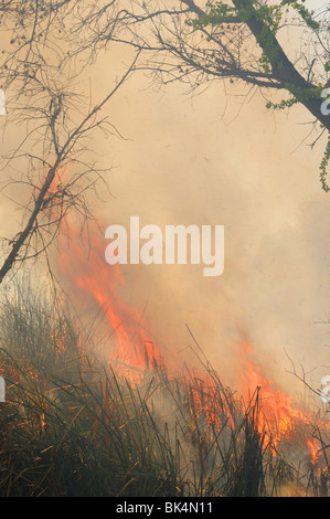 Una combustione controllata viene condotta per abbattimento di zanzara nel Deserto Sonoran in Tucson, Arizona, Stati Uniti. Foto Stock