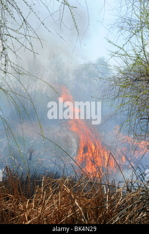 Una combustione controllata viene condotta per abbattimento di zanzara nel Deserto Sonoran in Tucson, Arizona, Stati Uniti. Foto Stock