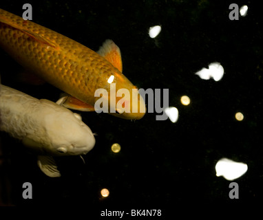 Koi in stagno Foto Stock