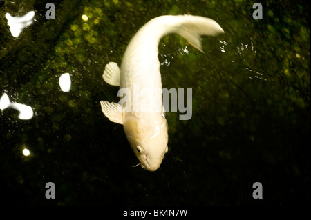 Koi in stagno Foto Stock