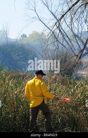 Una combustione controllata viene condotta per abbattimento di zanzara nel Deserto Sonoran in Tucson, Arizona, Stati Uniti. Foto Stock