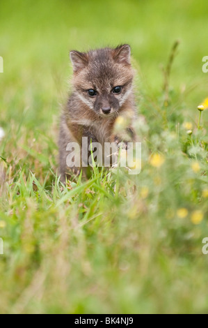 Gray Fox kit, Urocyon cinereoargenteus, 4 settimane di età, nativo per il Canada meridionale, negli Stati Uniti e in America del Sud Foto Stock