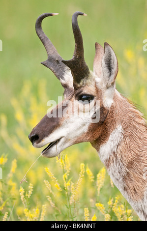 Pronghorn, Antilocapra americana, in giallo meliloto, Melilotus officinalis, Custer State Park, il Dakota del Sud, STATI UNITI D'AMERICA Foto Stock