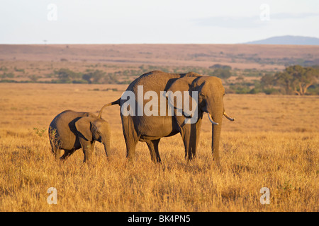 Elefante africano (Loxodonta africana) la madre e il giovane, il Masai Mara riserva nazionale, Kenya, Africa orientale, Africa Foto Stock