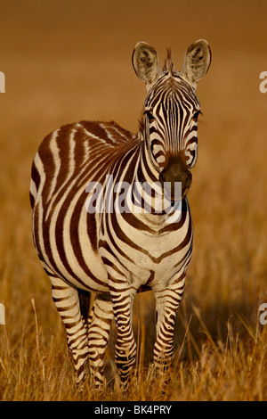 Borse di studio Zebra (pianure Zebra) (Comune Zebra) (Equus burchelli boehmi) all inizio di luce, Masai Mara riserva nazionale, Kenya Foto Stock