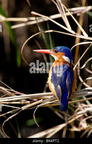 Malachite Kingfisher (Alcedo cristata), il Masai Mara riserva nazionale, Kenya, Africa orientale, Africa Foto Stock