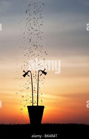 Gocce d'acqua che cadono su daffodil fiori in un vaso a sunrise silhouette Foto Stock