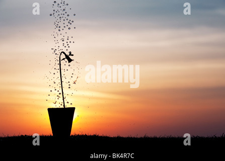 Gocce d'acqua che cadono su daffodil fiori in un vaso a sunrise silhouette Foto Stock