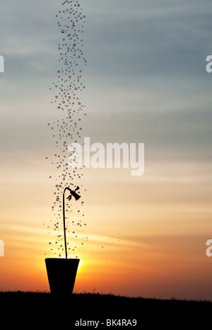 Gocce d'acqua che cadono su daffodil fiori in un vaso a sunrise silhouette Foto Stock