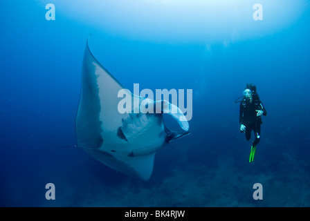 Manta ray e scuba diver, arcipelago Mergui, la Birmania, il Mare delle Andamane, Oceano Indiano Foto Stock