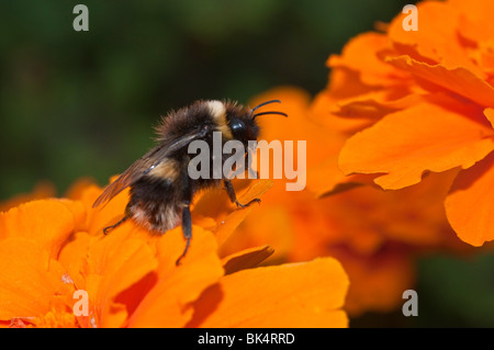Un'ape Bumble che raccoglie polline su fiori di calendula Foto Stock