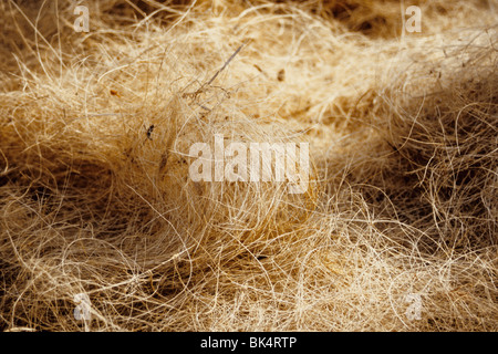 Dettaglio della fibra di noce di cocco chiamato "coir' è utilizzato per la fabbricazione di funi Foto Stock