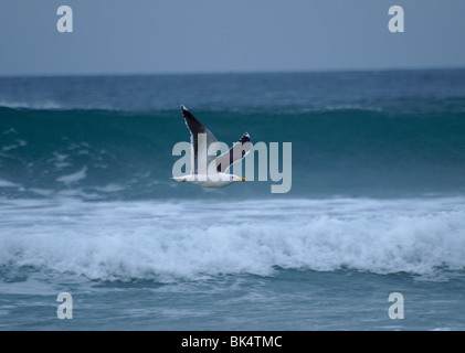 Aringa gabbiano, Larus argentatus in volo, Cornwall Foto Stock