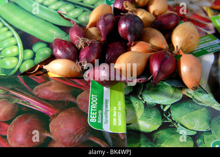 Una varietà di semi di ortaggi e bulbi pronto per essere piantato in un piccolo appezzamento di veg autosufficienti crescere il proprio Foto Stock