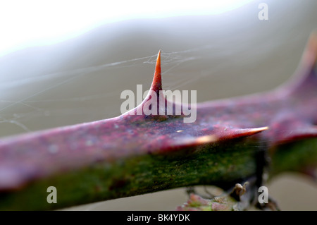 Thorn su una pianta di rovo, Rubus fruticosus Foto Stock