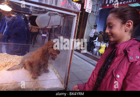 Una ragazza guarda un cane in un terrario. Un pet shop vende cani su Boulevard Vitosha a Sofia, Bulgaria. Foto Stock