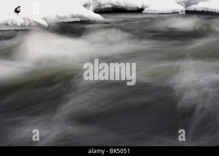 Bianco-throated bilanciere (Cinclus cinclus) su ghiaccio accanto a che scorre veloce sul fiume. Foto Stock