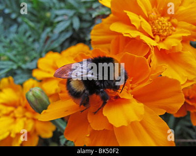 Un'ape Bumble che raccoglie polline su fiori di calendula Foto Stock