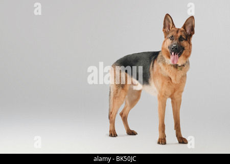 Ritratto del cane Foto Stock