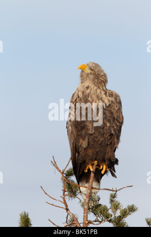 Wild White-tailed Eagle (Haliaetus albicilla) guardando il cielo Foto Stock