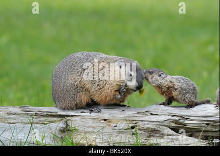 Marmotta con giovani, Minnesota, Stati Uniti d'America Foto Stock