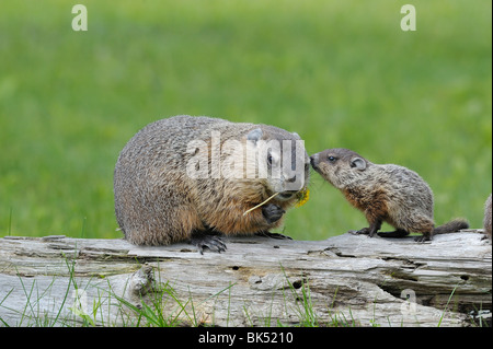 Marmotta con giovani, Minnesota, Stati Uniti d'America Foto Stock