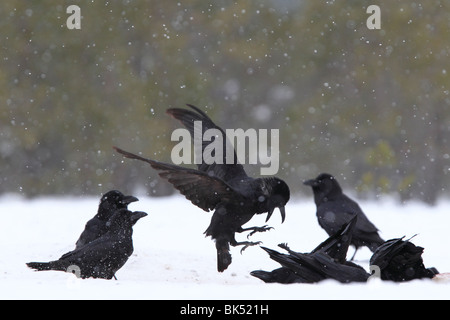 Comune di Raven (Corvus corax) in inverno. Foto Stock