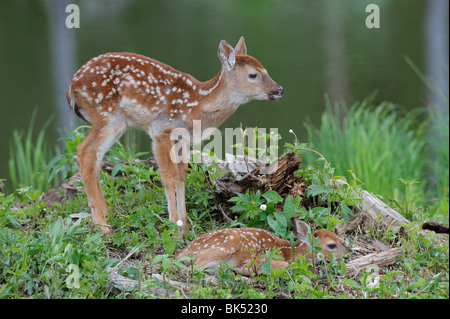 White Tailed Deer cerbiatti, Minnesota, Stati Uniti d'America Foto Stock