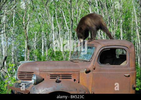 Orso nero sulla parte superiore del vecchio camioncino, Minnesota, Stati Uniti d'America Foto Stock