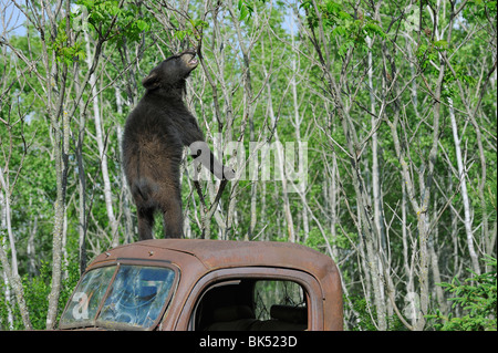 Orso nero sulla parte superiore del vecchio camioncino, Minnesota, Stati Uniti d'America Foto Stock