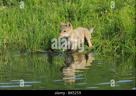 Lupo grigio Pup da acqua, Minnesota, Stati Uniti d'America Foto Stock