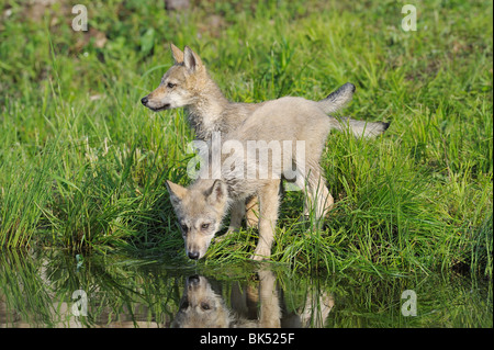 Lupo grigio cuccioli da acqua, Minnesota, Stati Uniti d'America Foto Stock