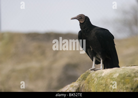 American avvoltoio nero - Coragyps atratus Foto Stock